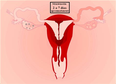 Animación sobre el ciclo menstrual Menstrual Health, Menstrual Cycle, Aunt Flo, Medicine Studies ...