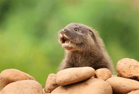 556 Baby Eurasian Otter Royalty-Free Images, Stock Photos & Pictures ...