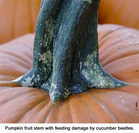 pumpkin stem with damage | Vegetable & Fruit Insect Pest Management