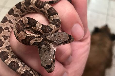 Two-headed snake discovered in Louisiana backyard