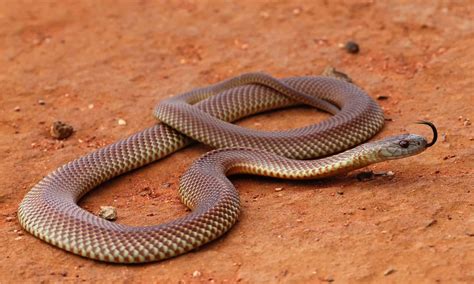 10 Venomous Snakes In Australia - AZ Animals