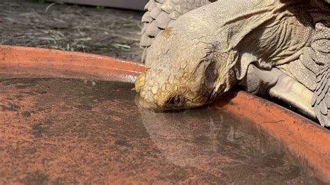 How do Tortoises drink water?! Tortoise drinking water facts and more ...