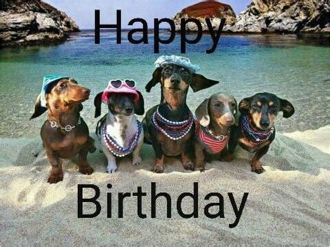 Dachshund Birthday Meme 1682 Best Birthday Bonanza Images On Pinterest Birthday | BirthdayBuzz