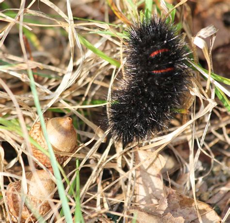 Connetquot in Pictures: Leopard Moth Caterpillar