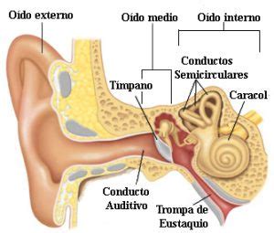 Anatomía del oído | Comaudi