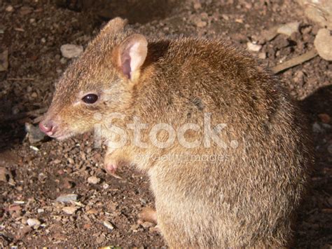 Bettong Stock Photo | Royalty-Free | FreeImages