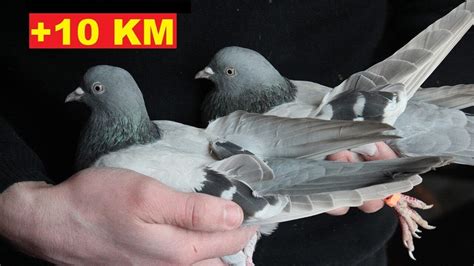 EXPERIMENT : 3 Голубки и 10 километров / The first Pigeon Experiment - YouTube