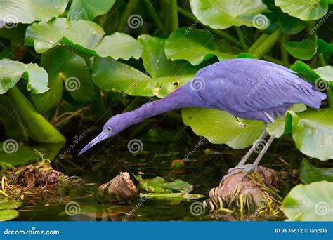 Little blue heron habitat stock photo. Image of florida - 9935612