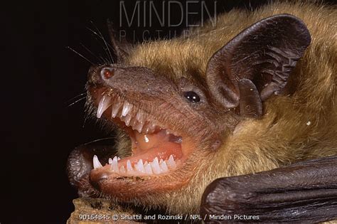 Little Brown Bat stock photo - Minden Pictures