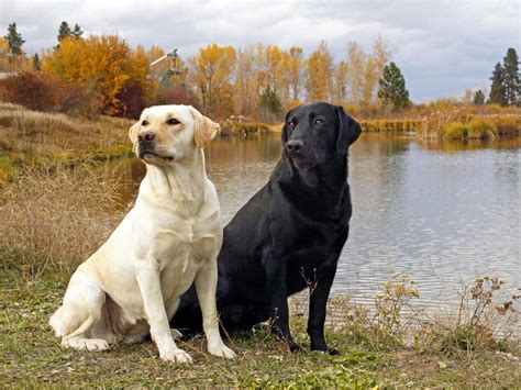 Labrador Retriever; the perfect family dog - Gublog by Gudog