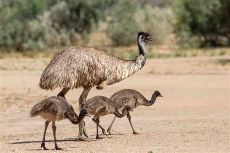 40 Emu Facts About Australia's Favorite Bird - Facts.net