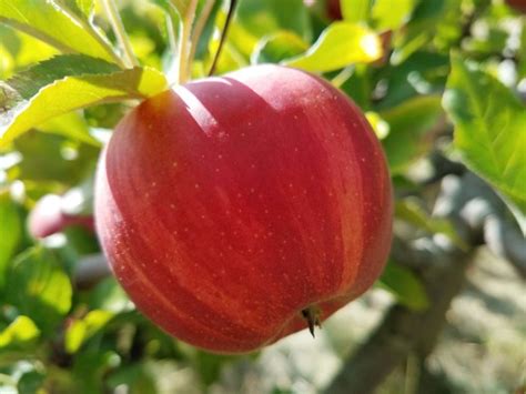 Apple Varieties | Currier Orchards