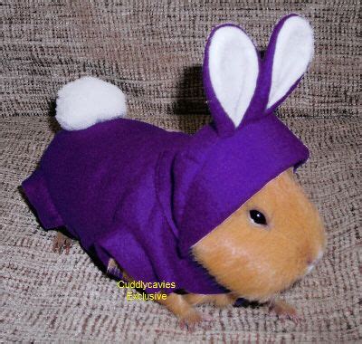 Hamster Clothes, Guinea Pig Clothes, Pet Clothes, Hamster Stuff, Guinea Pig Costumes, Animal ...