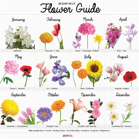 Monthly Birthday Flowers A Visual Guide to Wedding Flowers by Month Wedding | BirthdayBuzz