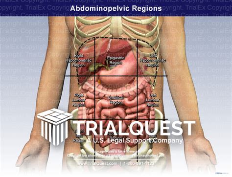 Abdominopelvic Regions - TrialQuest Inc.