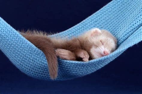 300 Cute And Awesome Ferret Names