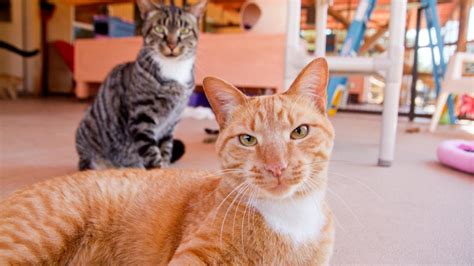 Feline Leukemia (FeLV) Kittens | Best Friends Animal Society
