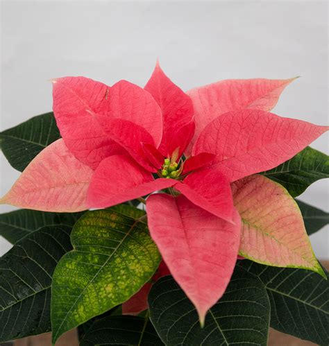 This Ain't Your Grandma's Poinsettia Collection: 2020 Colour Varieties ...