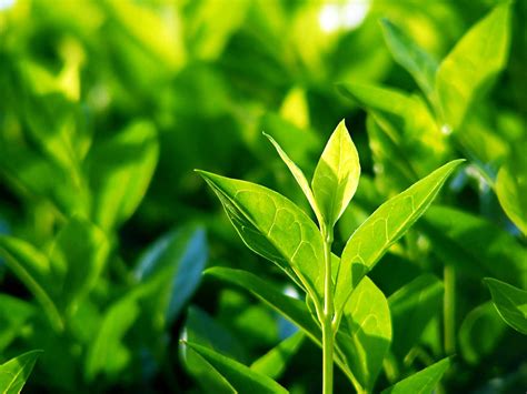 A complete guide to growing tea | Love The Garden