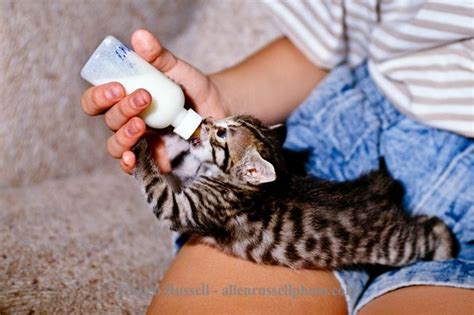 Bottle feeding kitten | Allen Russell Photography | Feeding kittens ...