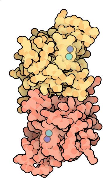 Superoxide Dismutase Structure