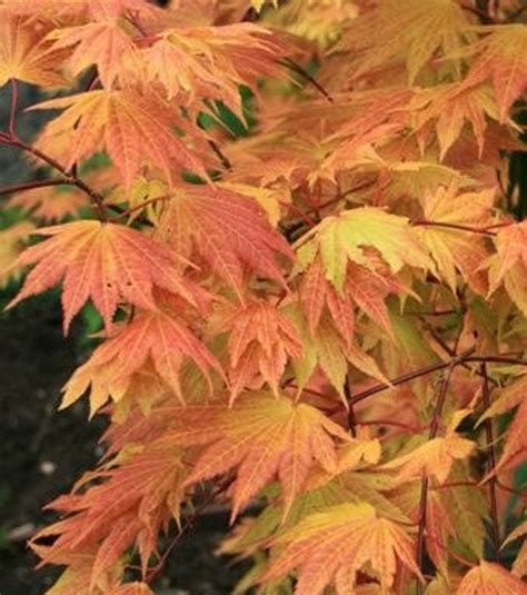 Autumn Moon Full Moon Japanese Maple Live Plant Trade - Etsy