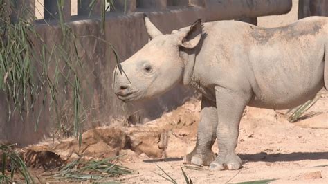 Endangered black rhino calf born in S China - CGTN