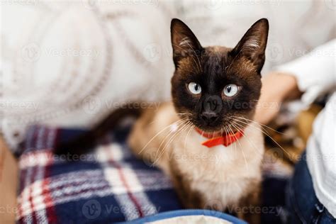 Funny cat with a red bow tie close-up. cat with butterfly. cat with eye ...