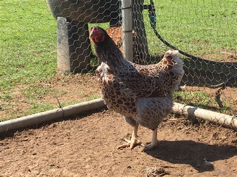 6 Quality Blue Laced Wyandotte Bantam Fertile Hatching Eggs | eBay