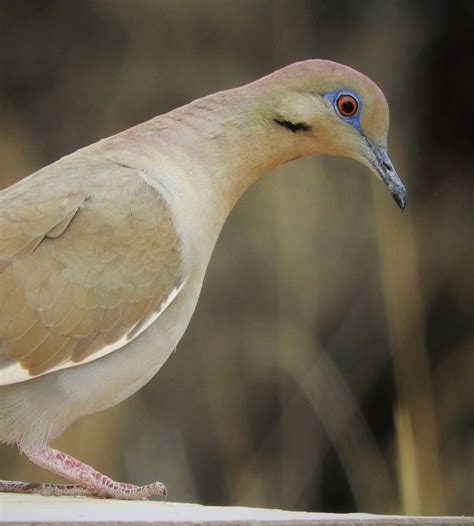 White-Winged Dove at San Pedro House | Sierra Vista, Arizona… | Flickr