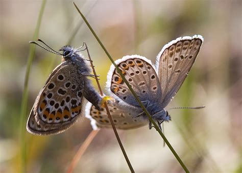 Silver-studded Blue Butterflies Photograph by Bob Kemp - Pixels