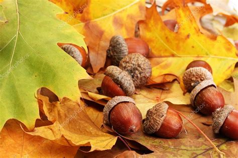 Brown acorns on autumn leaves, close up Stock Photo by ©belchonock 19470119