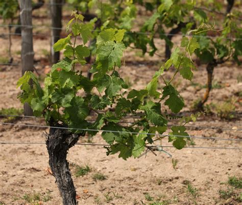 Jim's Loire: Loire about to set unwanted weather records + Bordeaux view