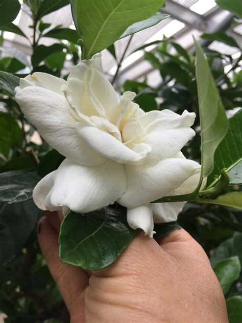 Gardenia jasminoides | Bessey Greenhouse (Richard W. Pohl Conservatory)