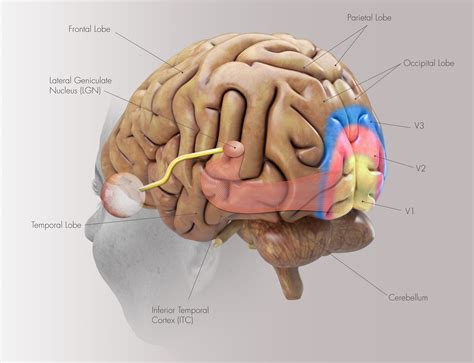 Sensory Cortex Location