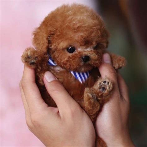 , toy poodle puppies for sale in 2021 | Poodle puppies for sale, Tea cup poodle, Poodle puppy