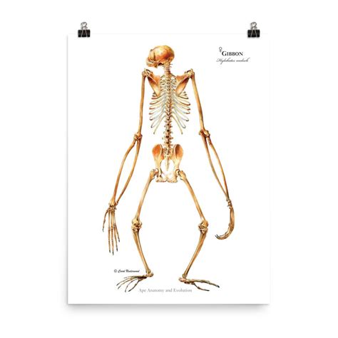 Gibbon Skeleton Posterior View Gibbon Anatomy Hylobates | Etsy