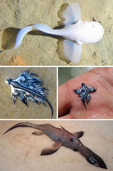 Scary Seas: 21 Terrifying Deep Ocean Creatures | Urbanist | Ocean ...