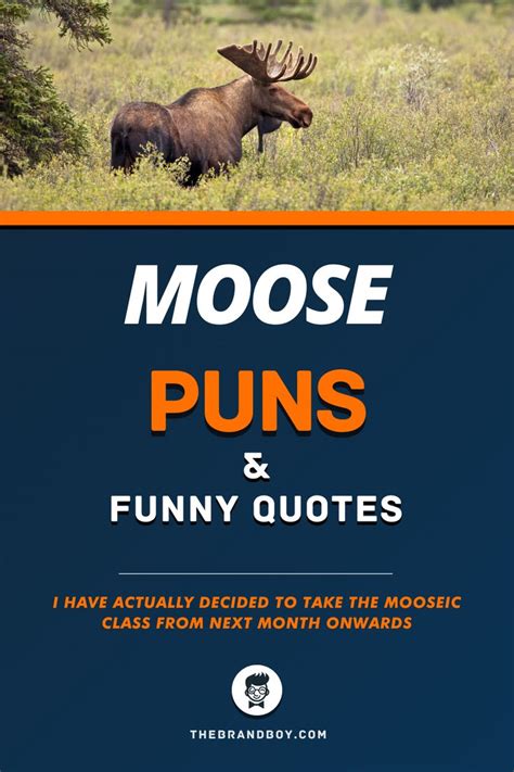 98+ Best Moose Puns and Funny Quotes - theBrandBoy.Com | Funny quotes ...