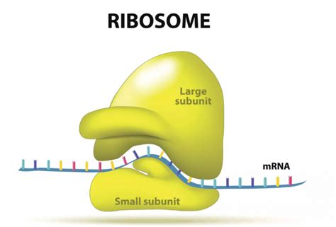 RIBOSOMES: IRREDUCIBLY COMPLEX, INGENIOUSLY DESIGNED – Evolution is a Myth