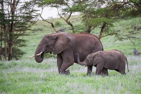 Elephant Mother and Calf | Sean Crane Photography