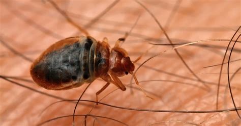 Fleas vs Bed Bugs: What's the Difference? - A-Z Animals