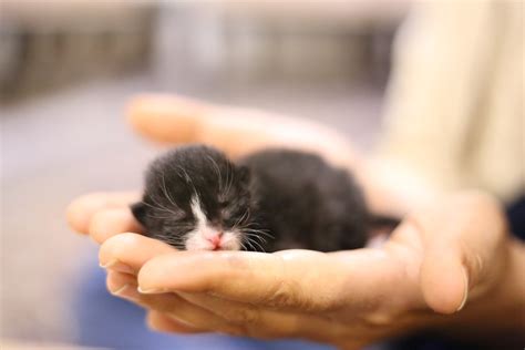 Kitten development stages - birth to 2 years — Woofpurnay Veterinary ...