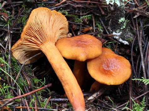 California Fungi: Lactarius rubidus