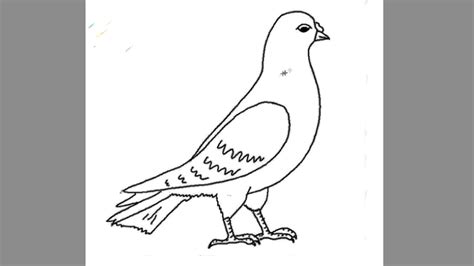 How to Draw a Pigeon Step by Step | Drawings, Pigeon drawing, Drawing tutorial