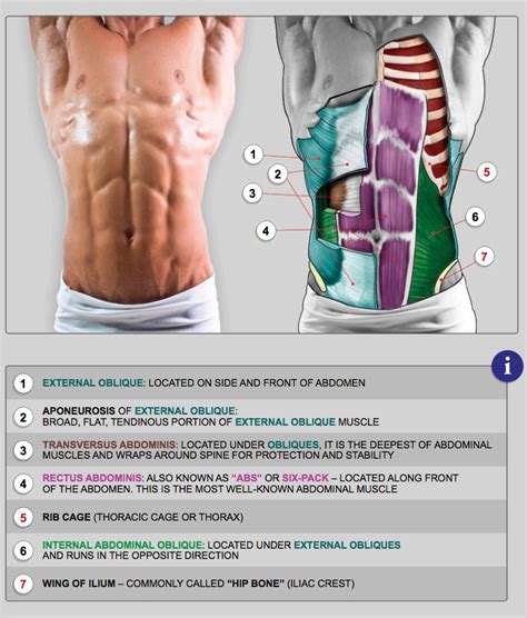 Male abdominals from Anatomy for Sculptors | Anatomy for artists, Abdominal muscles, Body anatomy