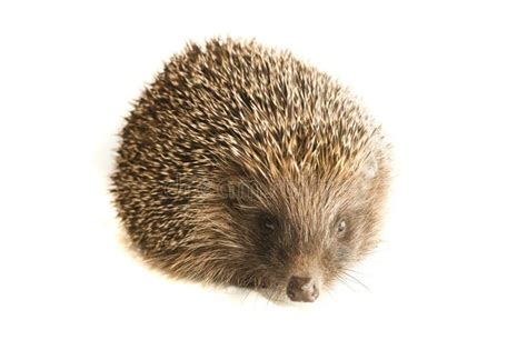 Hedgehog Animal with Spikes Isolated Stock Image - Image of sharp ...