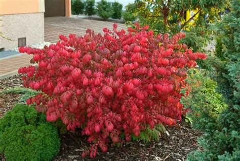 Euonymus 'Burning Bush' - Hello Hello Plants