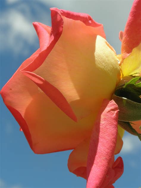 Free Images : sky, flower, petal, red, pink, flora, petals, rosa, macro ...