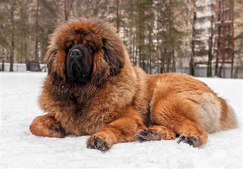 79+ Neapolitan Mastiff Tibetan Mastiff Big Fluffy Dog Breeds Pic - Codepromos